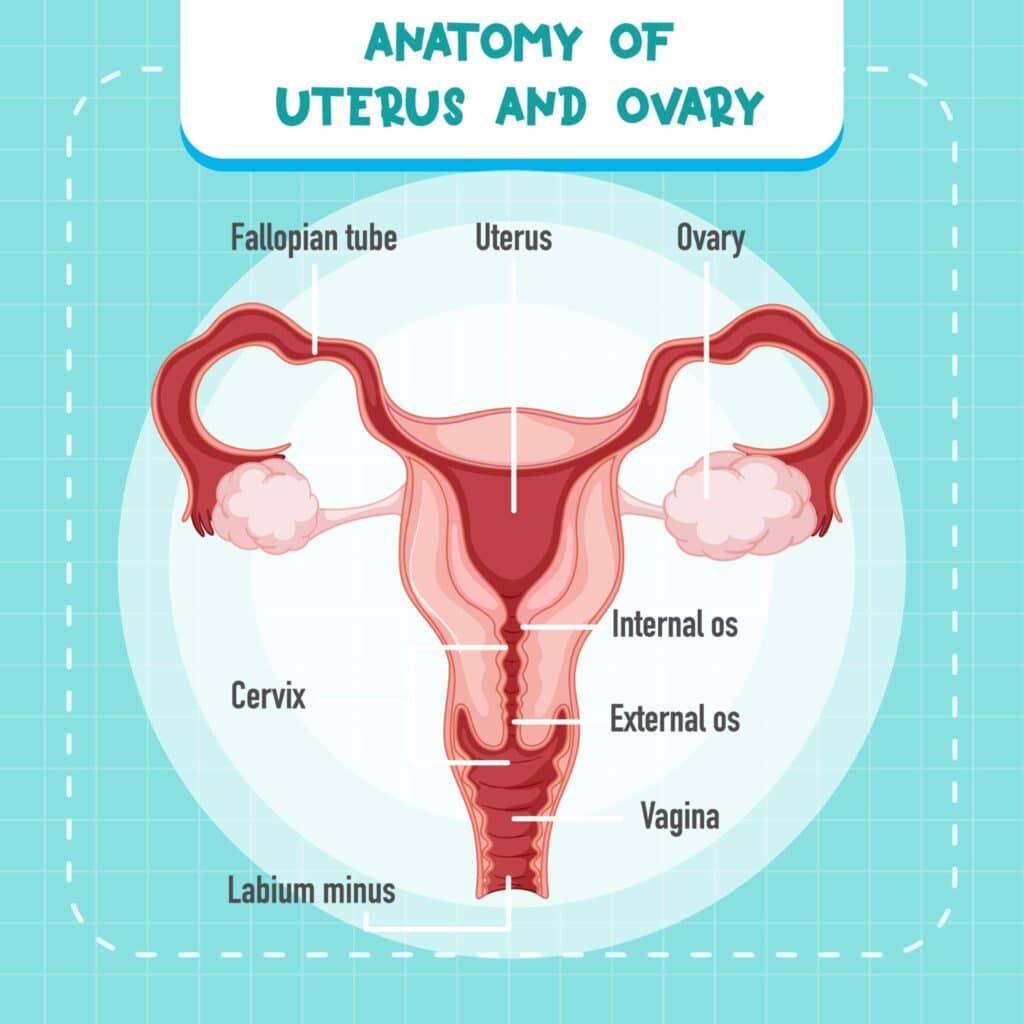 Female Anatomy Tab Page Photo